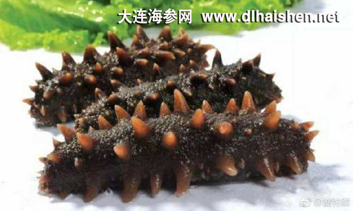 大连海参